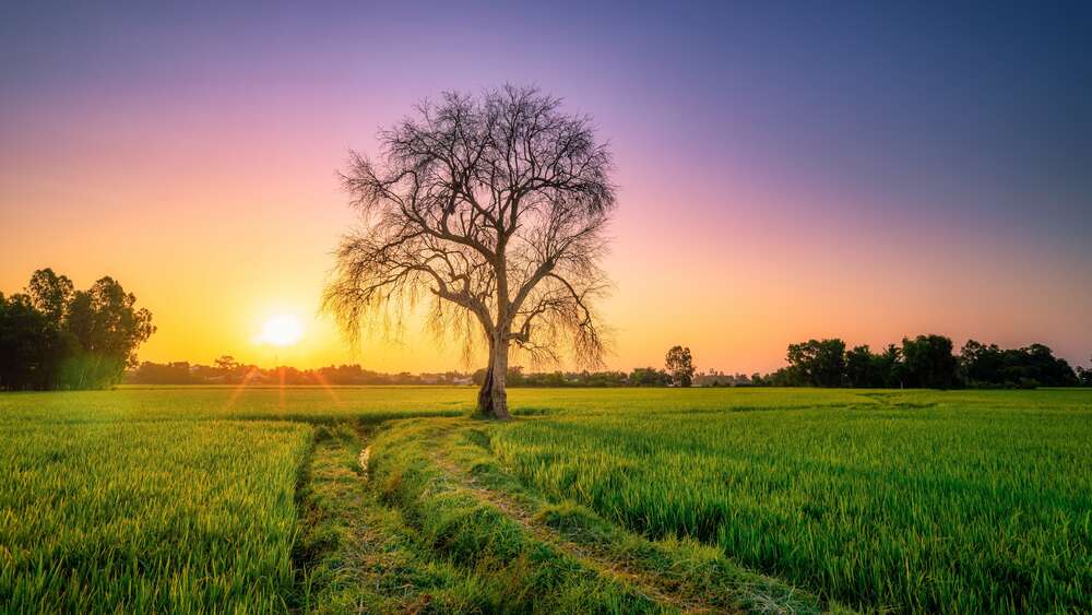 картина-постер Самотнє дерево на лузі на тлі заходу сонця