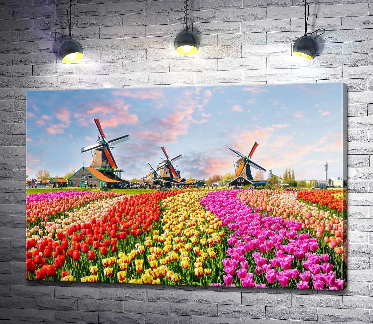 картина Поля тюльпанов на фоне мельниц