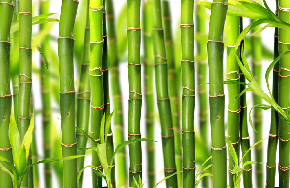 картина-постер Стебли бамбука на белом фоне