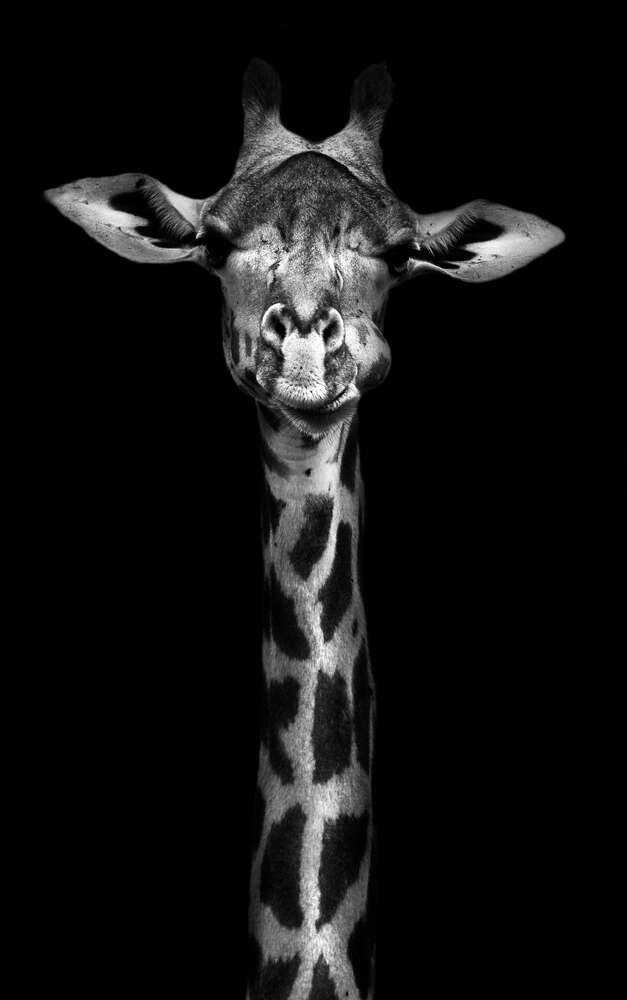 картина-постер Монохромный портрет жирафа