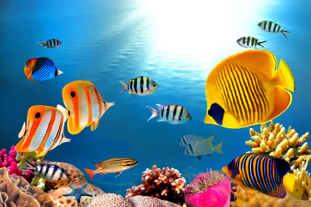 картина-постер Яркие рыбки в аквамариновой воде