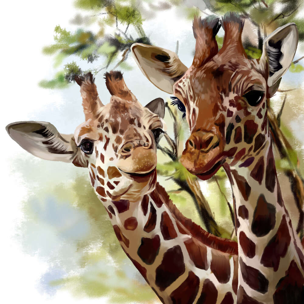 картина-постер Пара милых длинношеих жирафов