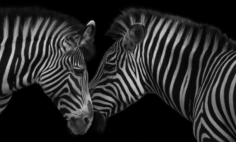 картина-постер Уникальные полоски монохромных зебр