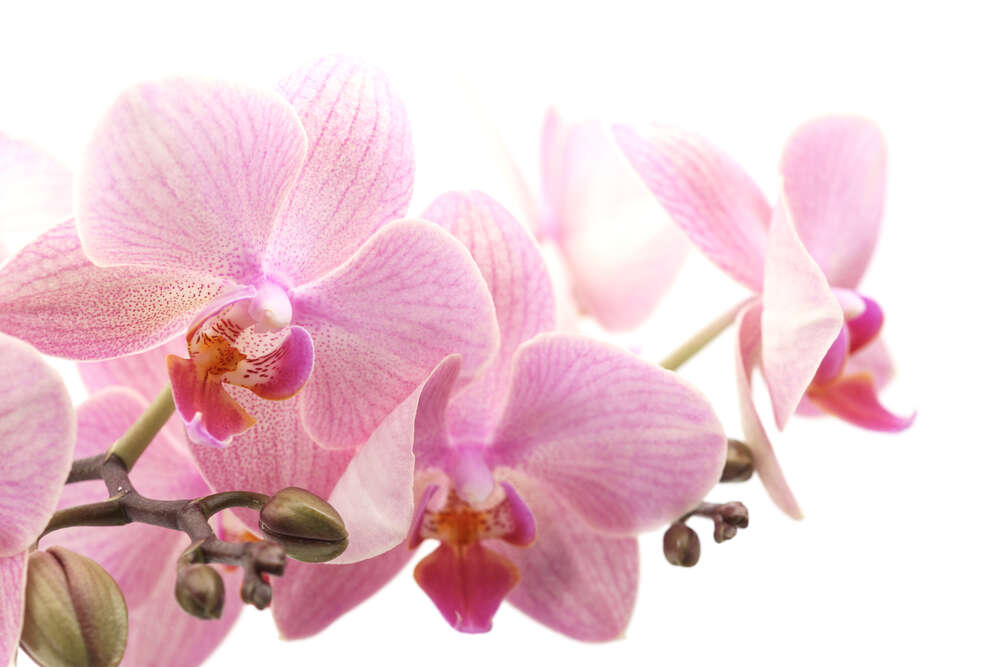 картина-постер Нежные цветы розовой орхидеи
