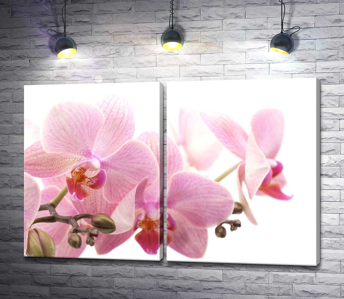 модульная картина Нежные цветы розовой орхидеи