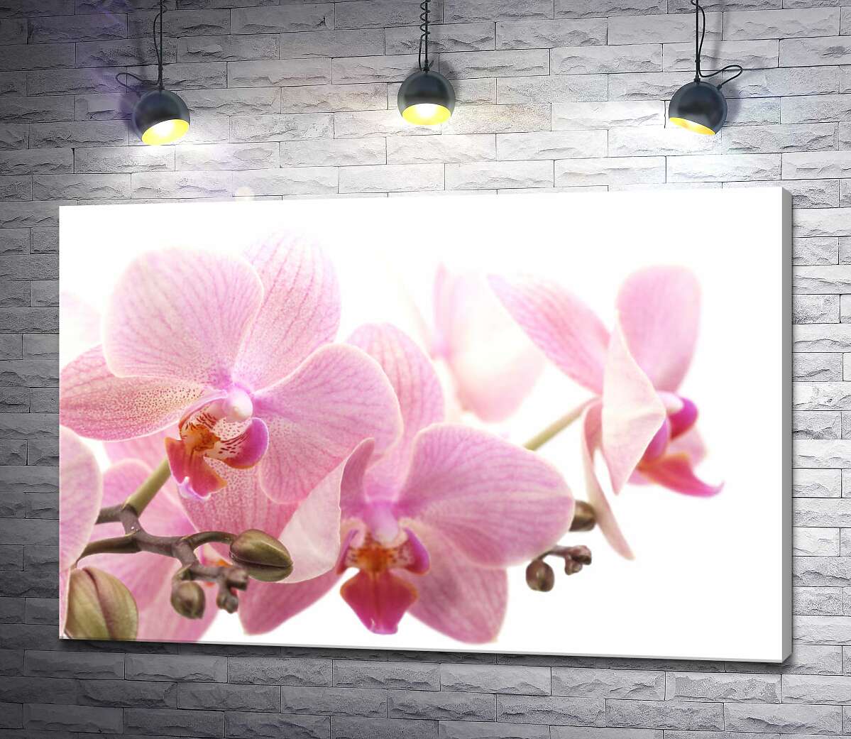 картина Ніжні квіти рожевої орхідеї