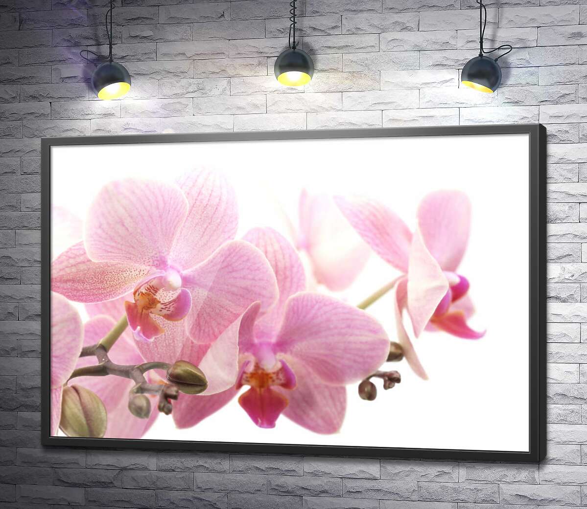 постер Ніжні квіти рожевої орхідеї