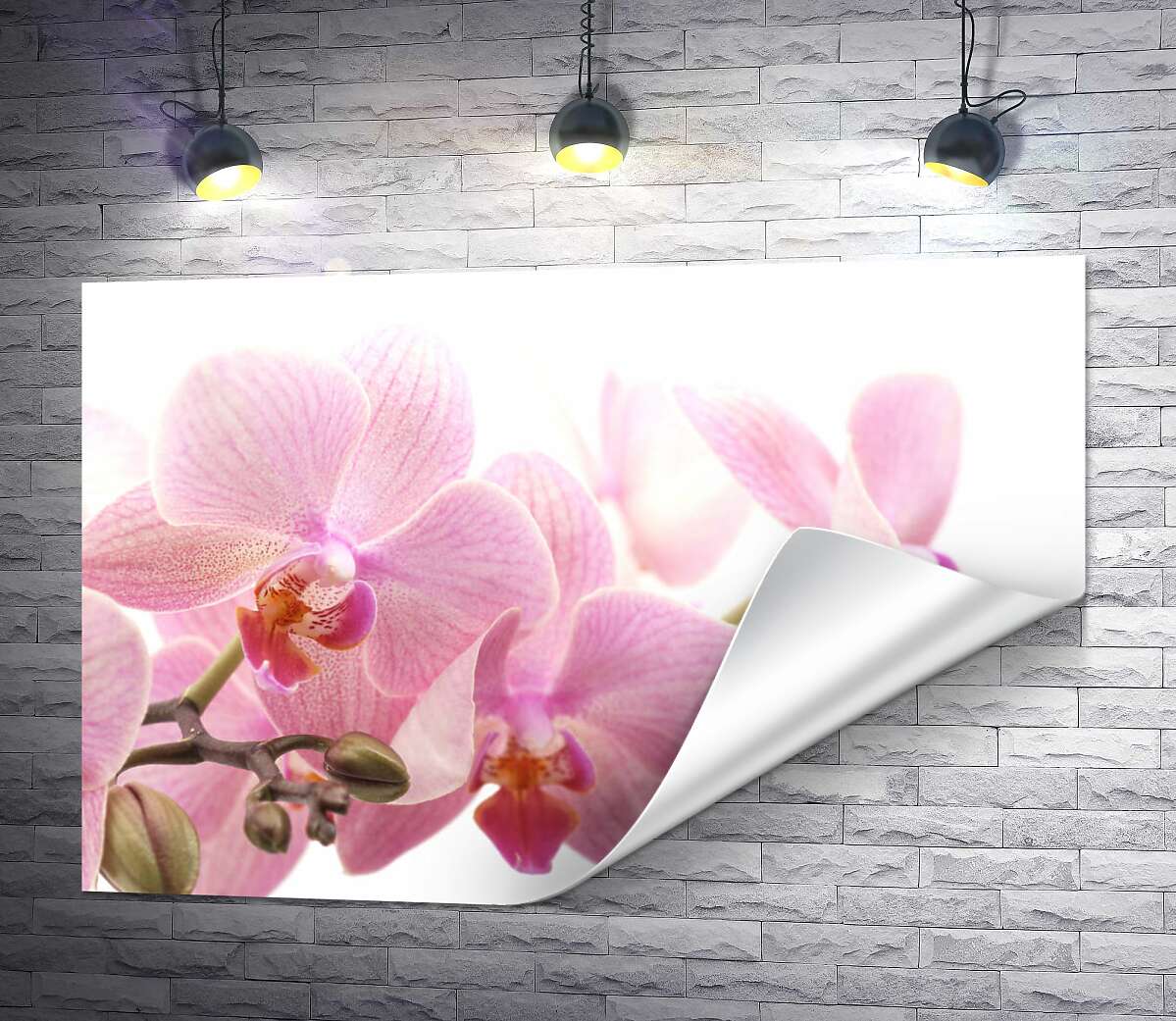 печать Нежные цветы розовой орхидеи