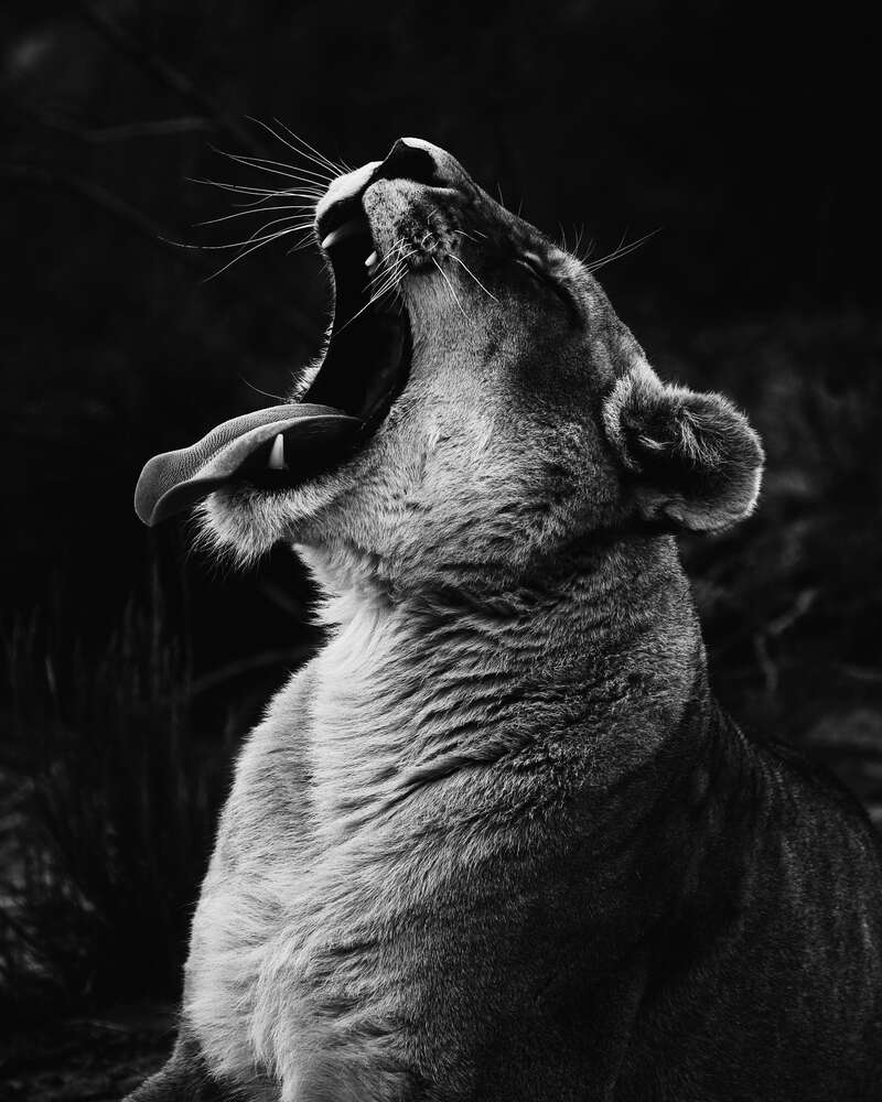 картина-постер Открытая пасть грациозной львицы