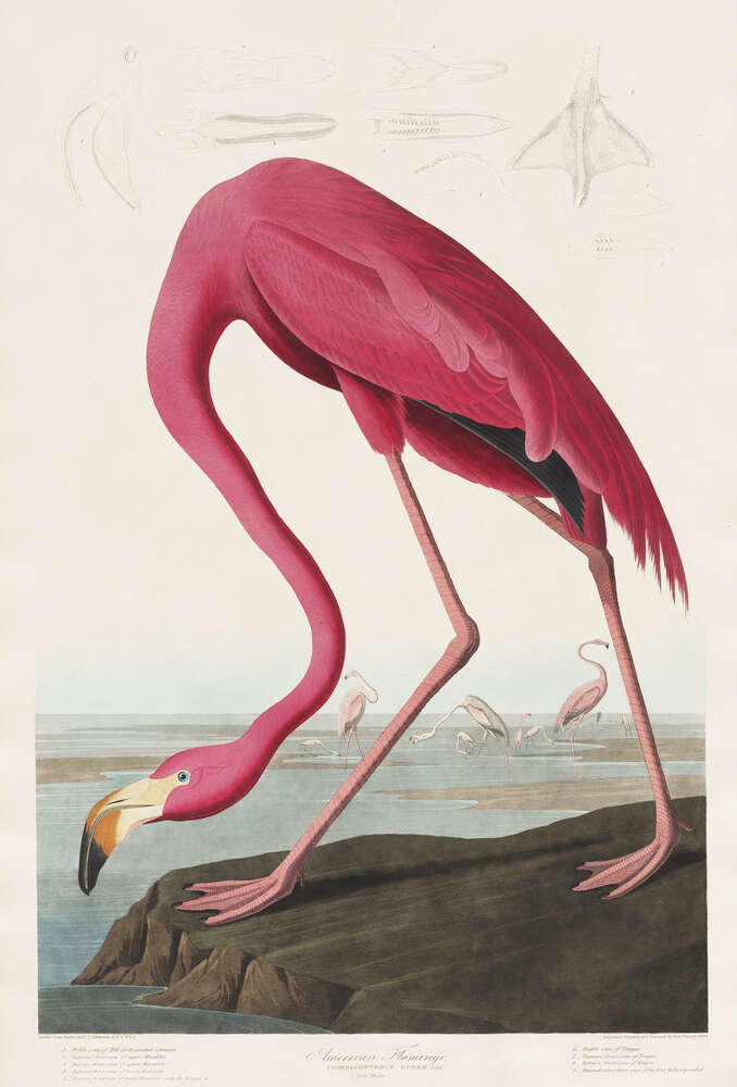 картина-постер Американский фламинго