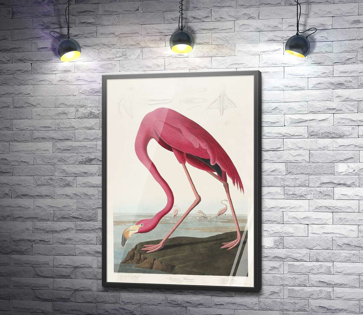постер Американский фламинго