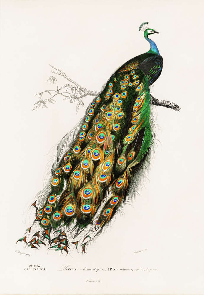 картина-постер Граціозний павич з пухнастим хвостом