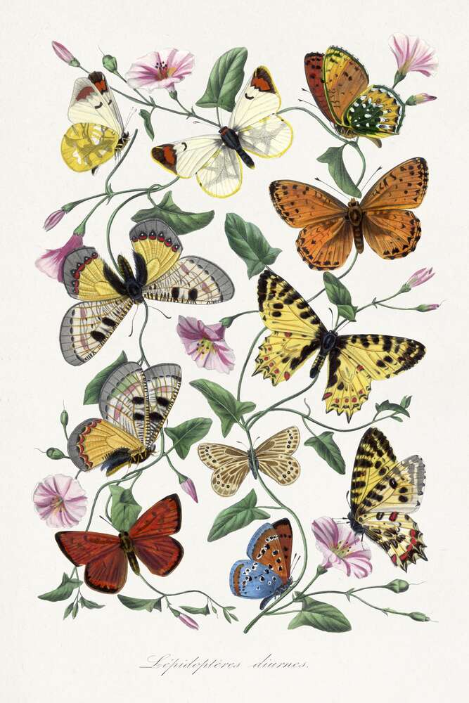 картина-постер Бабочки и вьющиеся ростки розовой Ипомеи
