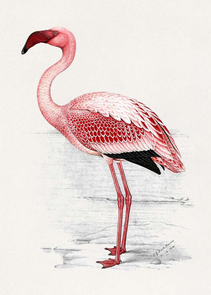 картина-постер Малый розовый фламинго