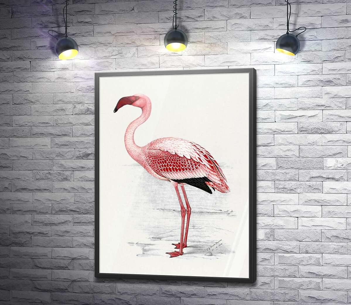 постер Малый розовый фламинго