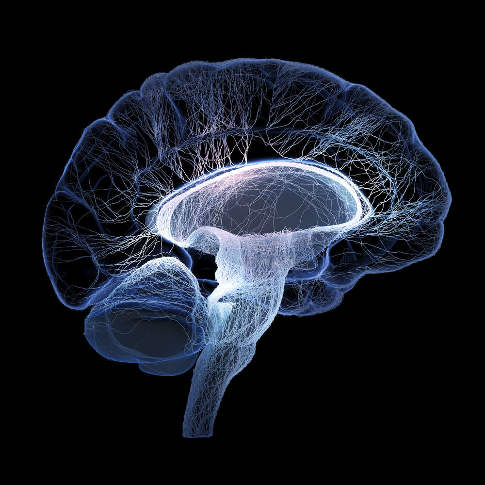картина-постер Нервная система мозга