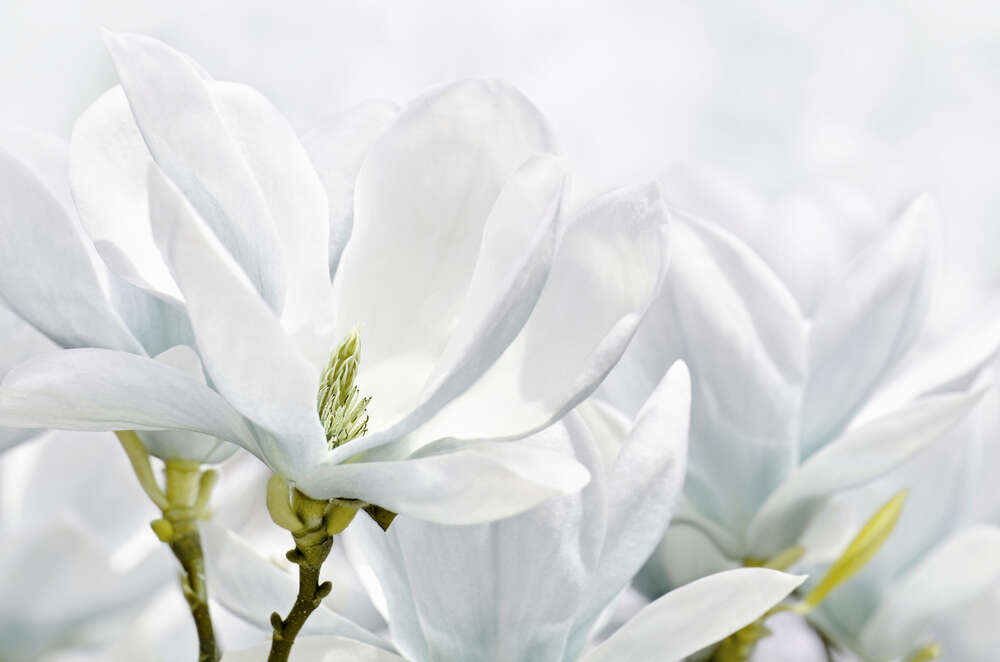 картина-постер Квітка біла магнолія крупним планом