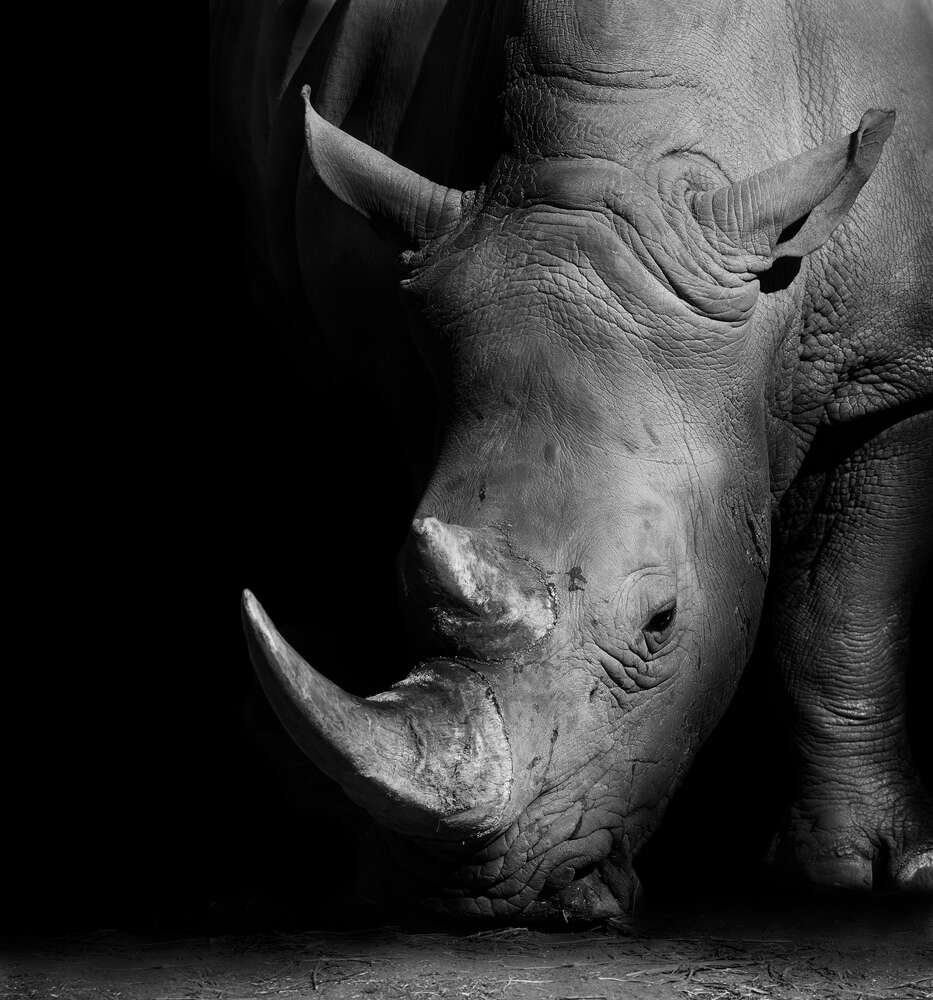 картина-постер Мощный носорог в темных тонах