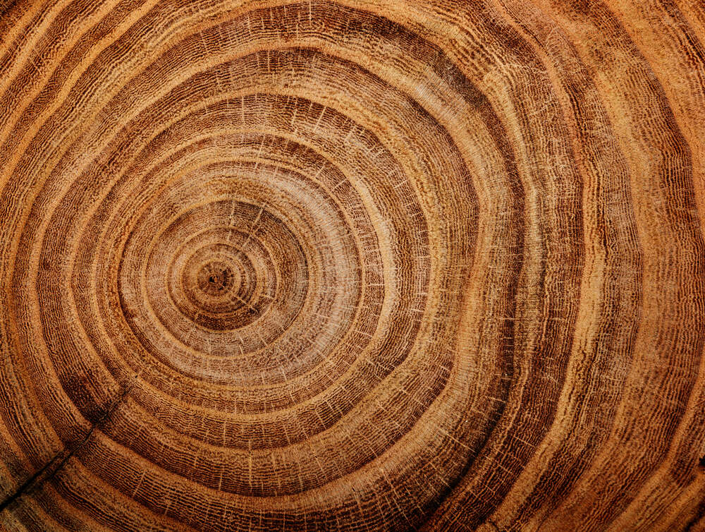 картина-постер Кольца дерева в разрезе
