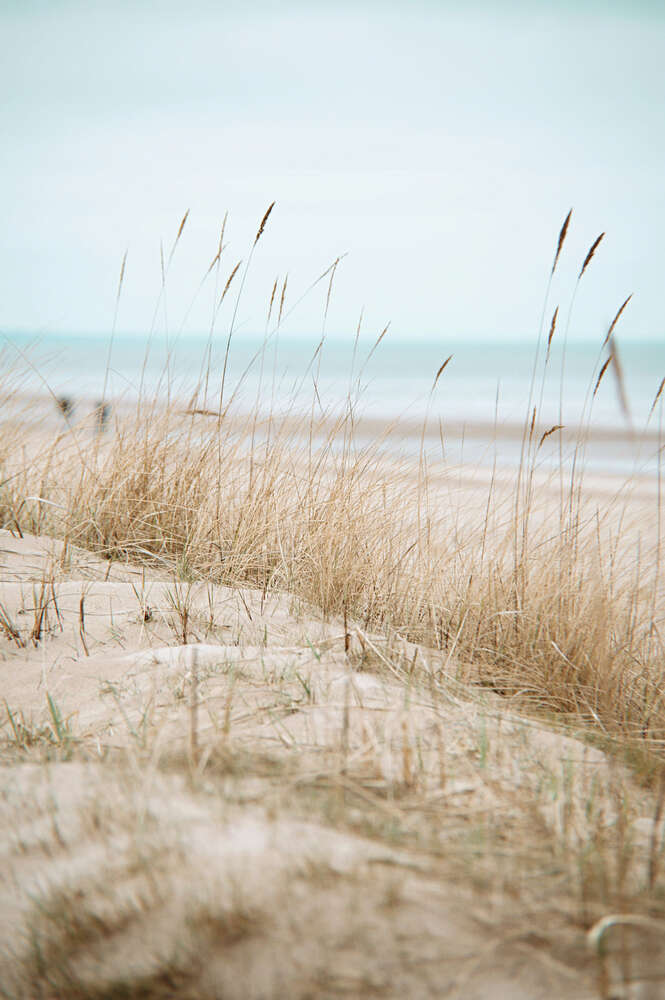 картина-постер Колоски травы на побережье моря