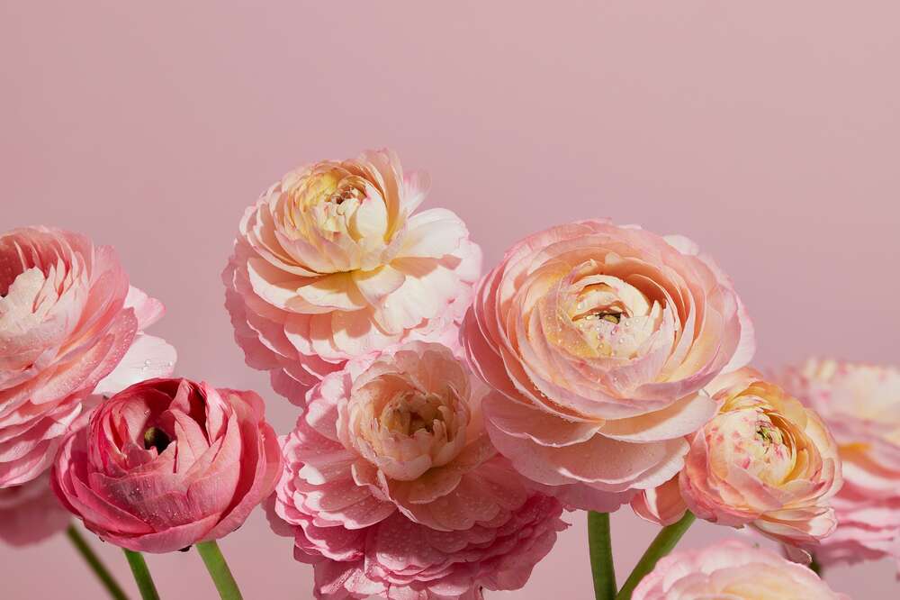 картина-постер Пышные бутоны розовых цветов
