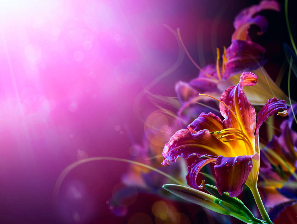 картина-постер Цветки лилии в сиреневом свете