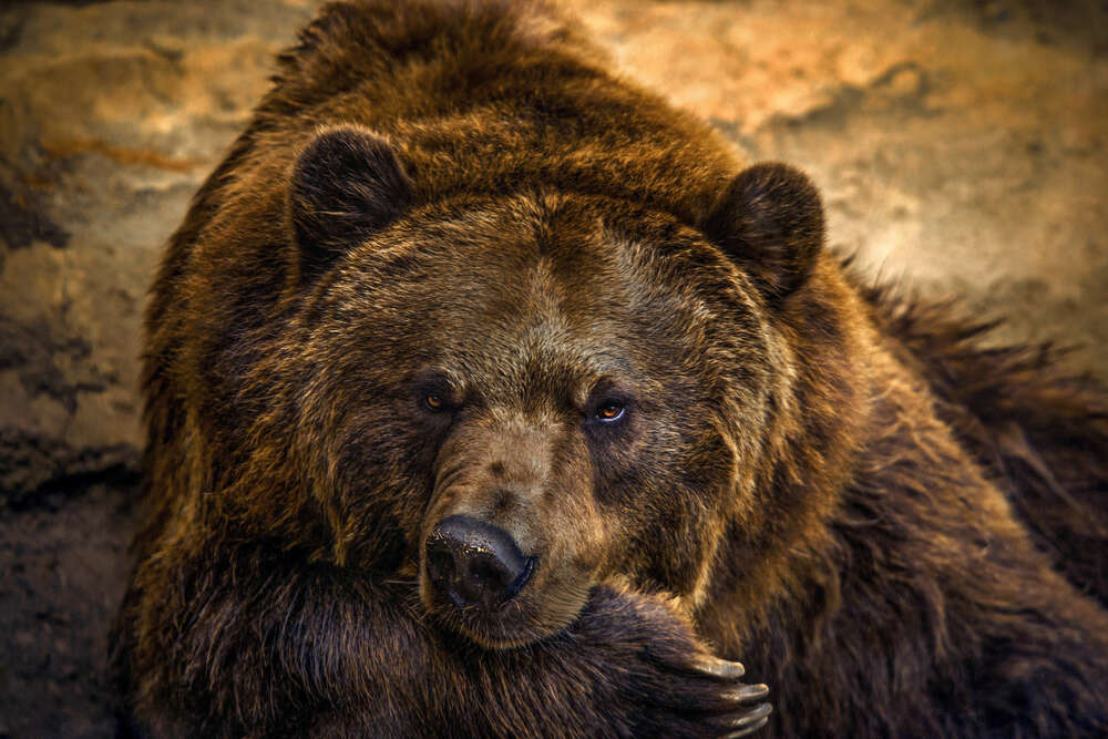 картина-постер Портрет отдыхающего медведя