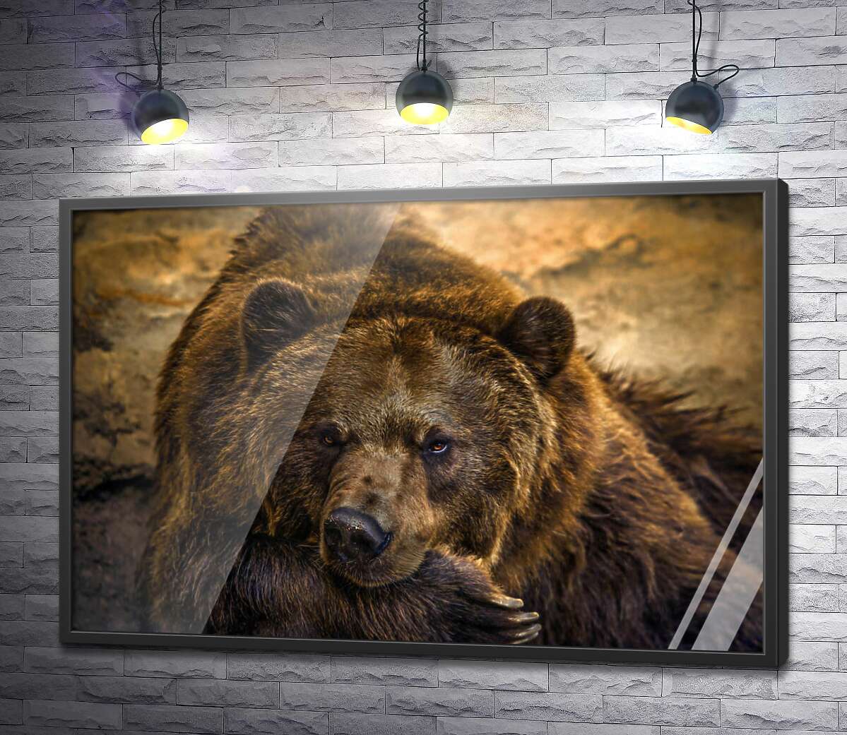 постер Портрет отдыхающего медведя