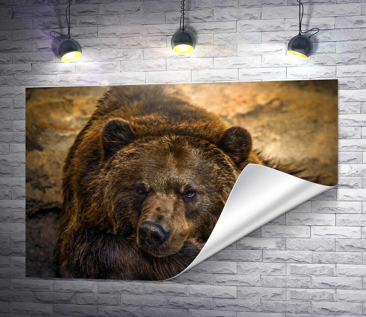 печать Портрет отдыхающего медведя