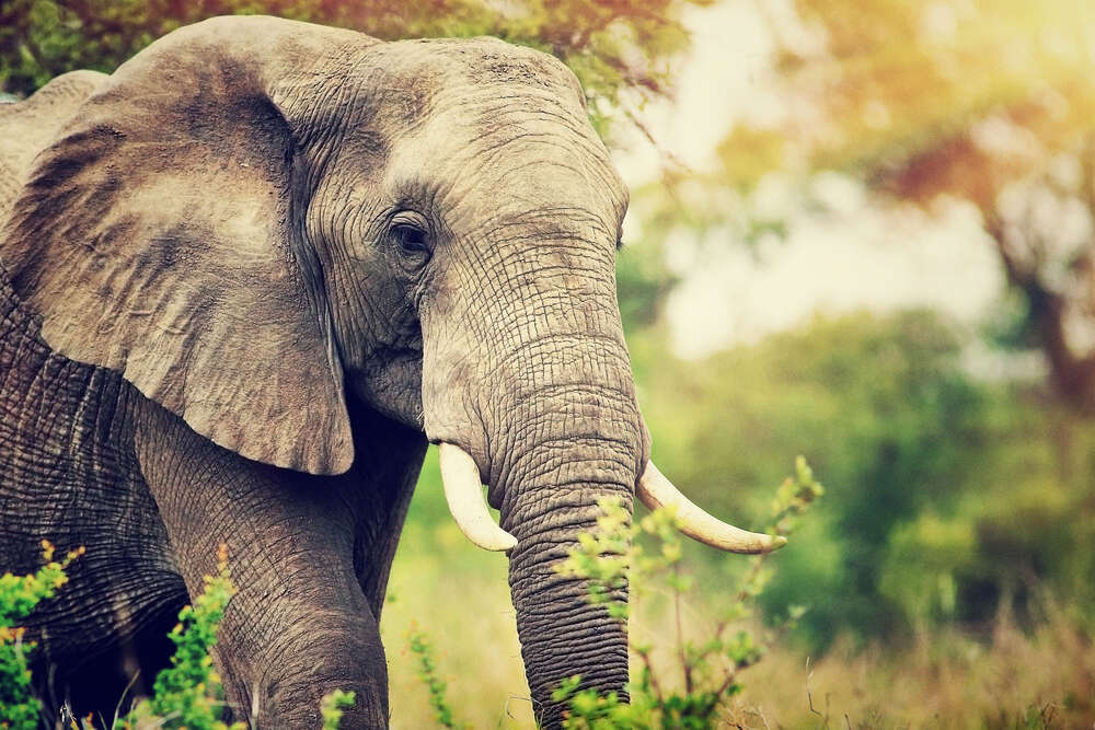 картина-постер Могутній слон у степах савани