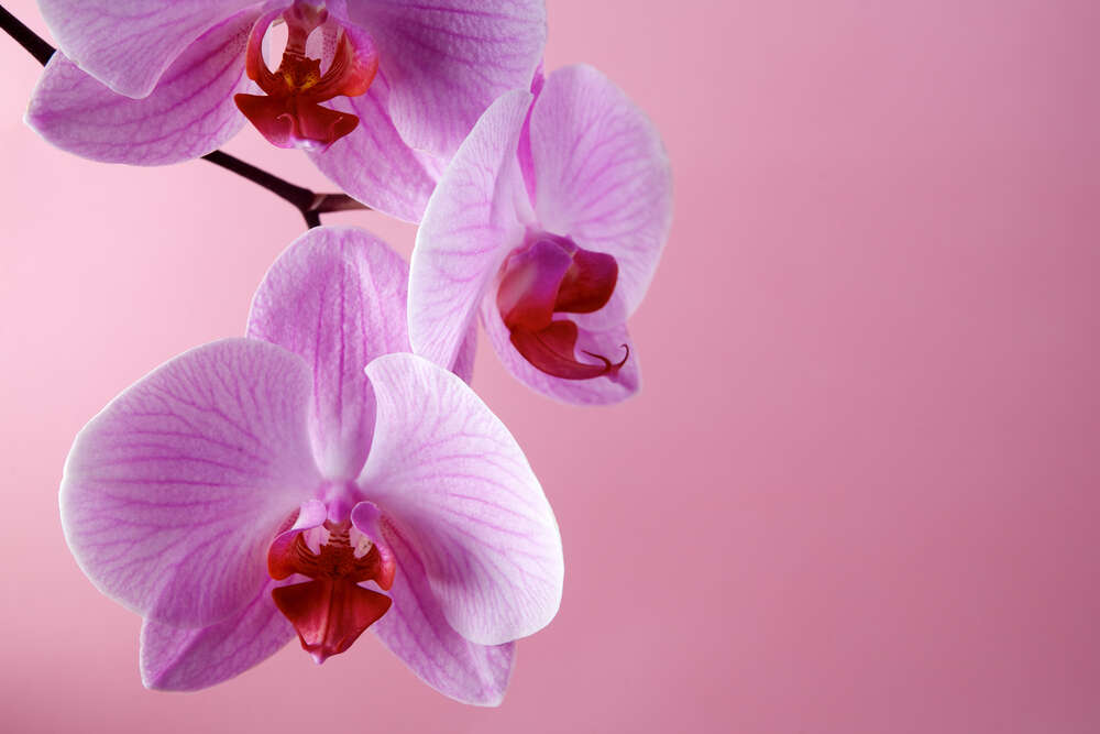 картина-постер Ветка орхидеи на розовом фоне