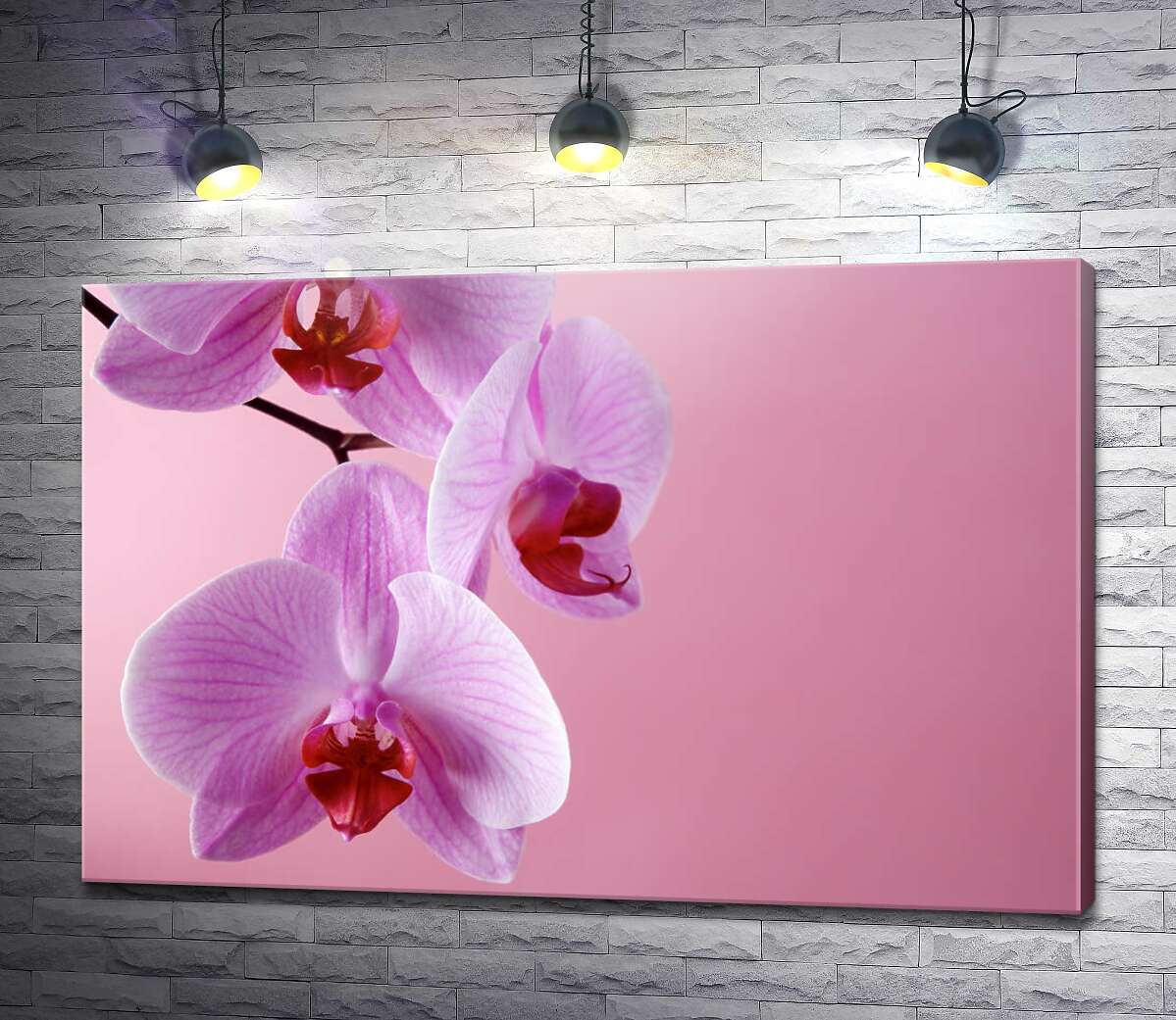 картина Гілка орхідеї на рожевому фоні