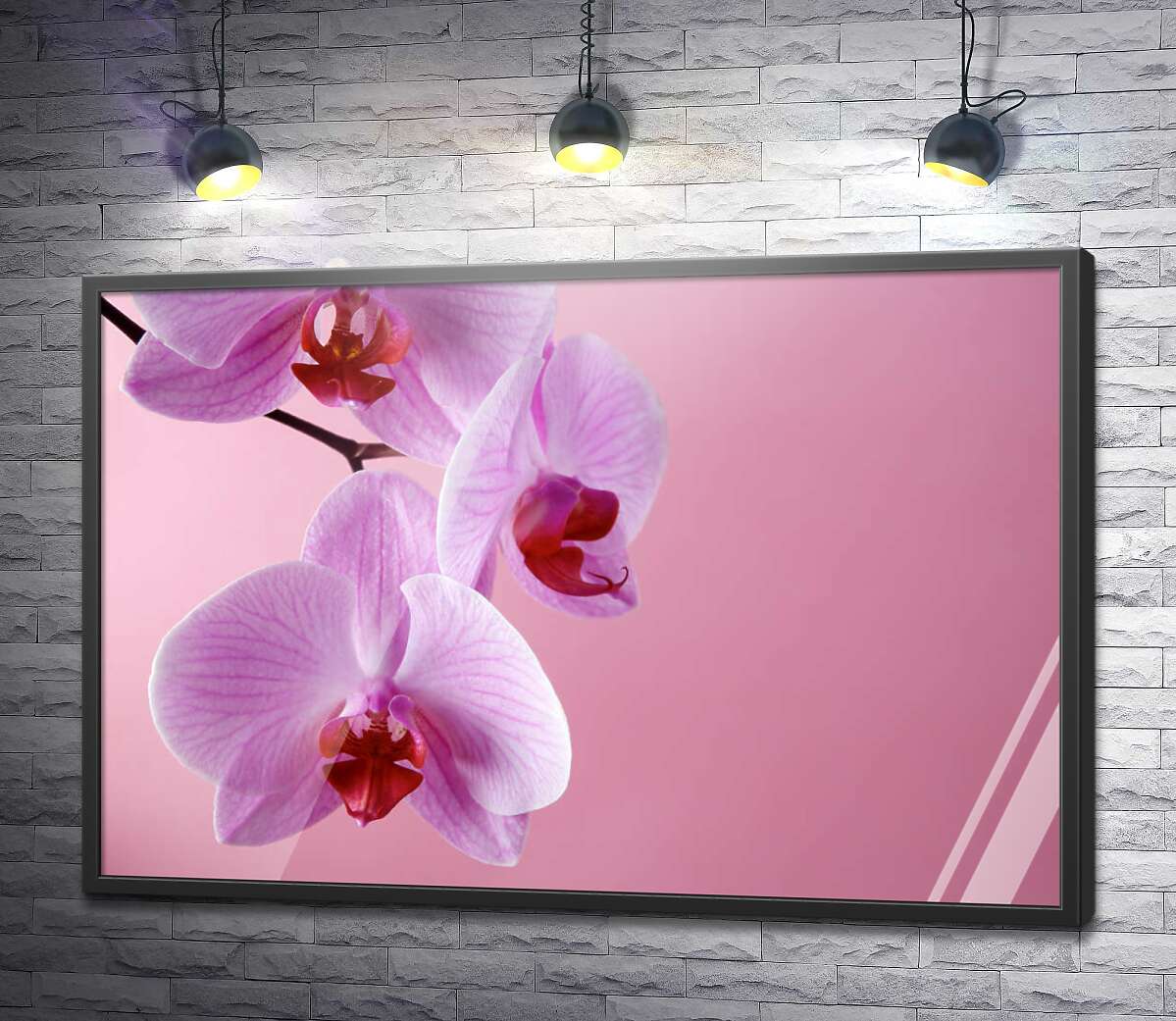 постер Ветка орхидеи на розовом фоне
