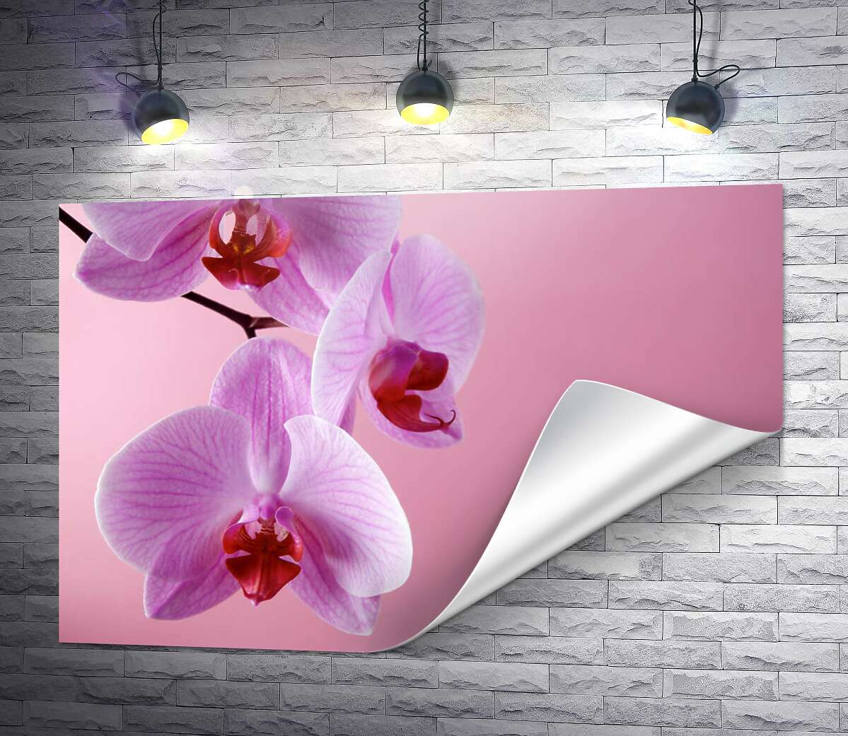 печать Ветка орхидеи на розовом фоне