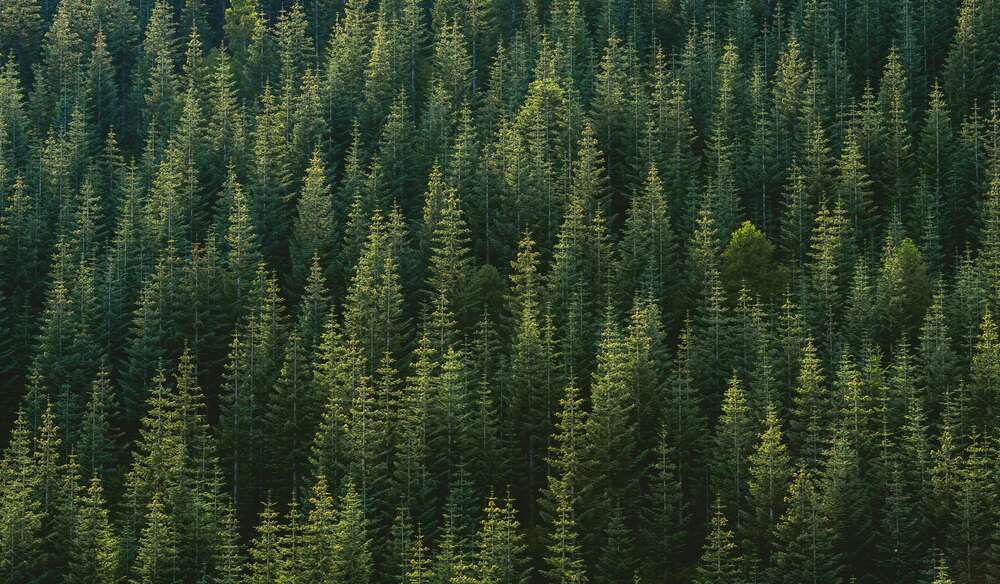 картина-постер Верхушки деревьев хвойного леса