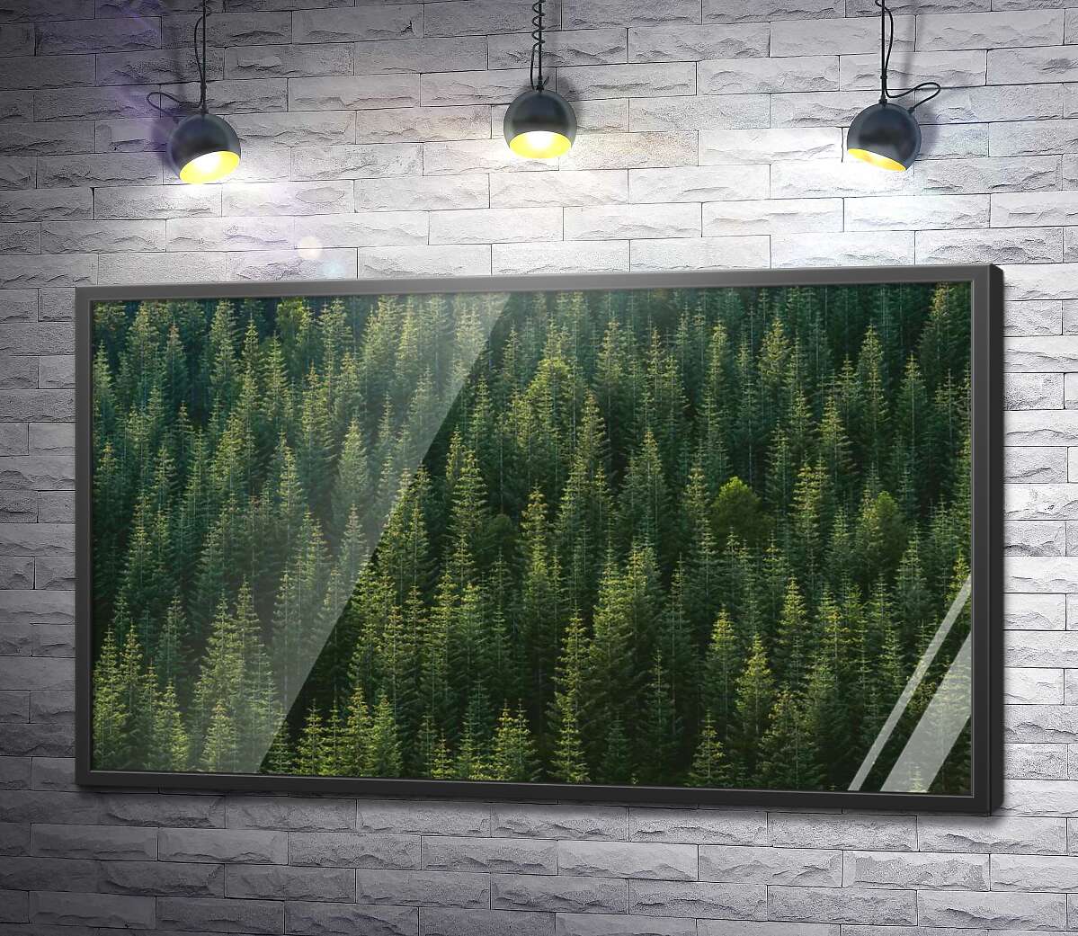 постер Верхівки дерев хвойного лісу
