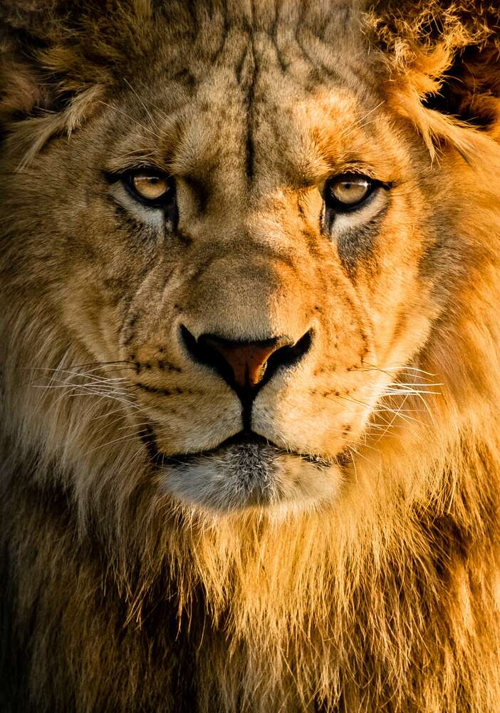 картина-постер Портрет величественного льва
