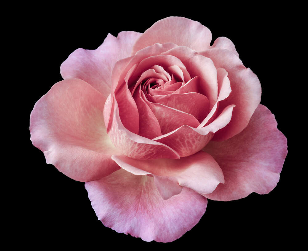 картина-постер Шикарный бутон открытой розы на черном фоне
