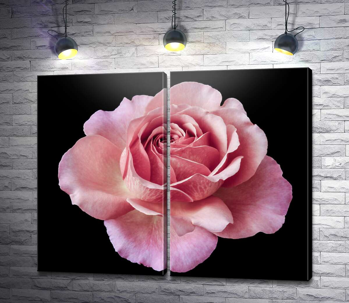 модульна картина Розкішний бутон відкритих троянд на чорному тлі