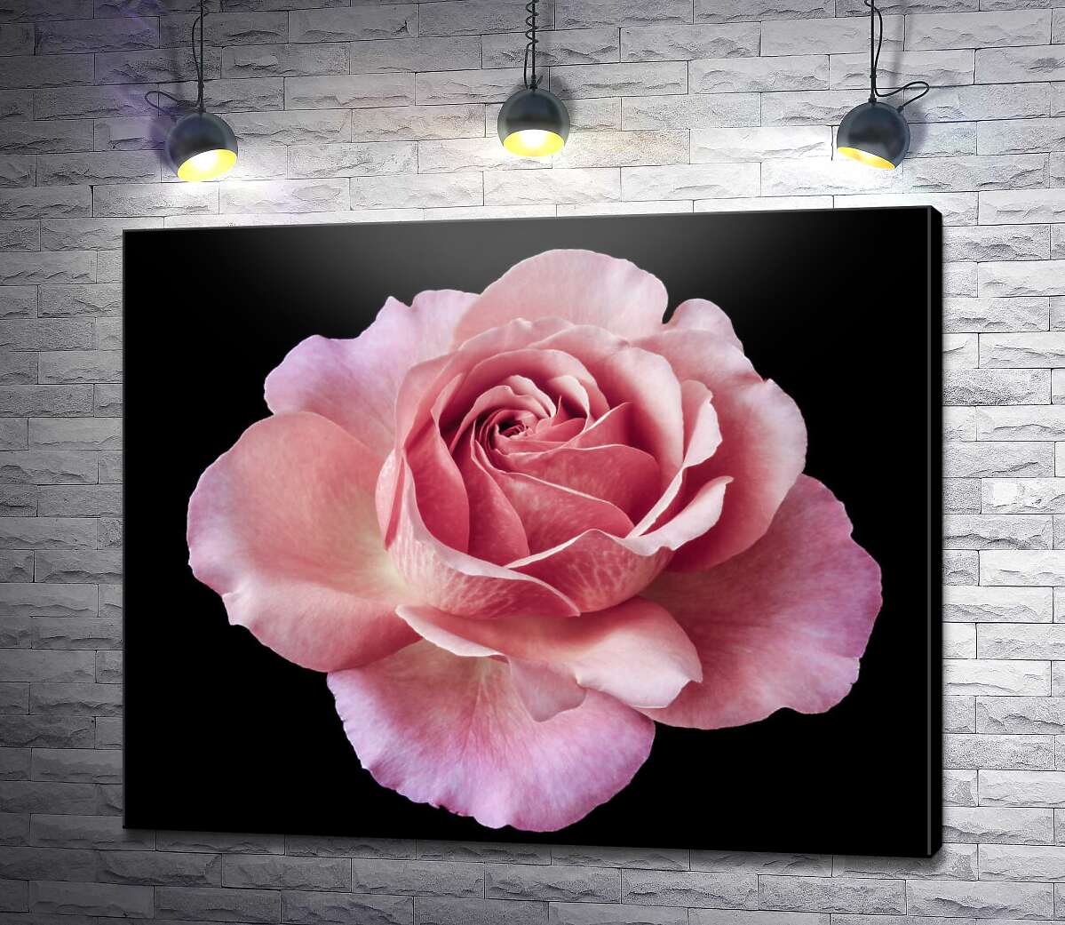 картина Шикарный бутон открытой розы на черном фоне