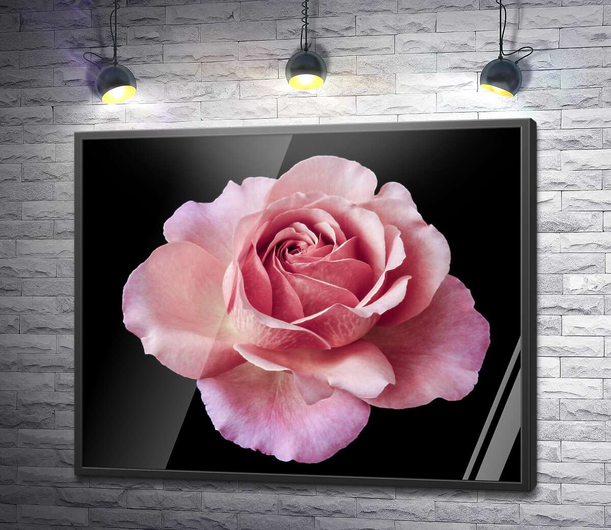 постер Шикарный бутон открытой розы на черном фоне