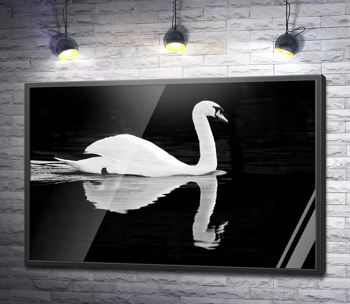 постер Белый лебедь на пруду на черном фоне