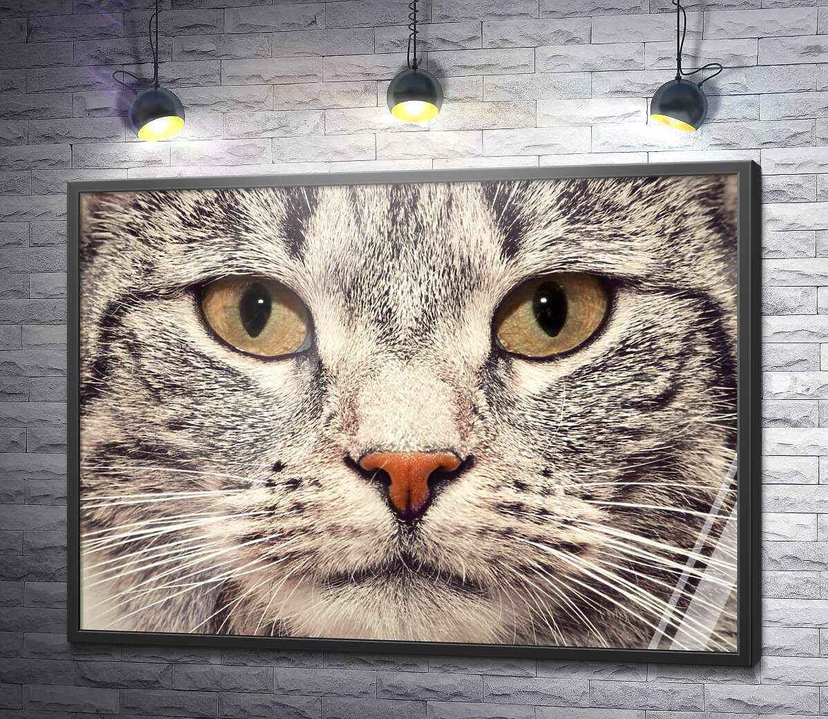 постер Портрет кішки крупним планом
