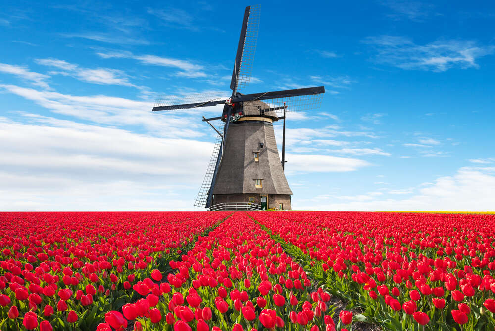 картина-постер Мельница на поле красных тюльпанов